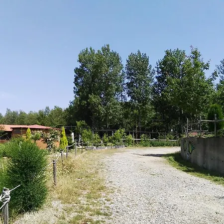 Primi Faggi *