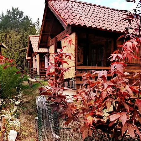 Primi Faggi * Gambarie dʼAspromonte